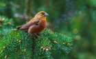 Red crossbill foraging during migration stop-Washington State-USA Art Print